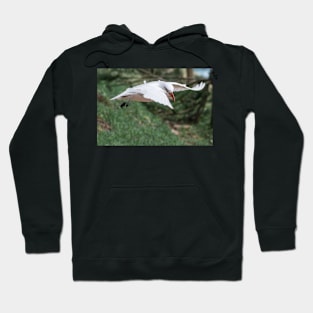 Tropic Bird Hoodie